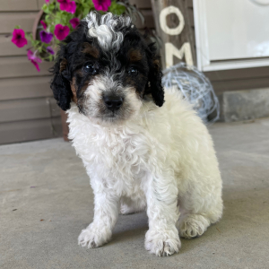 Goldendoodle Puppy Ivy