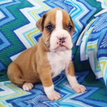 Boxer Puppy Star