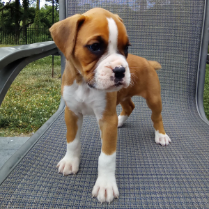 Boxer Puppy Star