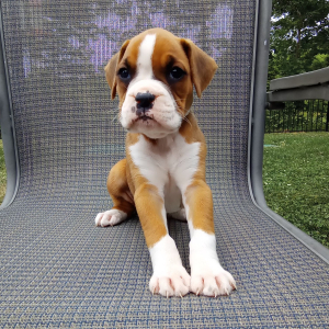 Boxer Puppy Star