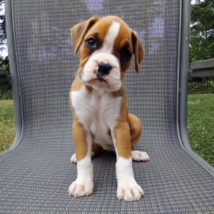 Boxer Puppy Star