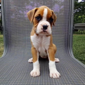 Boxer Puppy Star