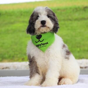 Bernedoodle Puppy Kyrie