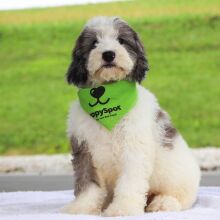Bernedoodle Puppy Kyrie