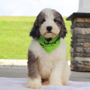 Bernedoodle Puppy Kyrie