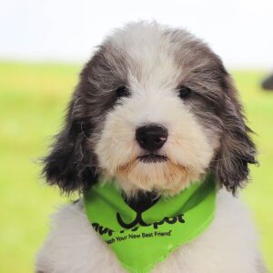 Bernedoodle Puppy Kyrie