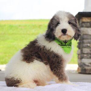 Bernedoodle Puppy Kyrie