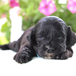 Cavapoo Puppy Frederick