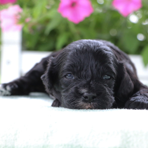 Cavapoo Puppy Frederick