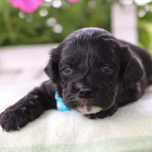 Cavapoo Puppy Frederick