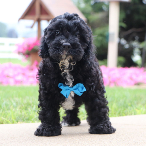 Cavapoo Puppy Frederick