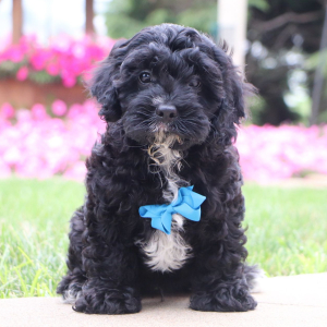 Cavapoo Puppy Frederick
