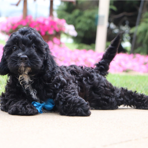 Cavapoo Puppy Frederick