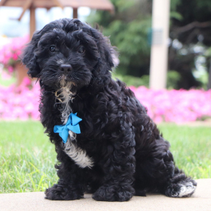 Cavapoo Puppy Frederick