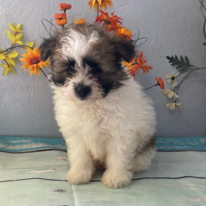 Pomapoo Puppy Jed