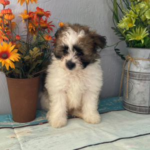 Pomapoo Puppy Jed