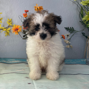 Pomapoo Puppy Jed
