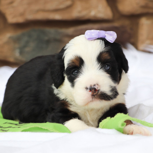 Bernedoodle Puppy Ariana