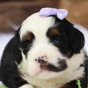Bernedoodle Puppy Ariana