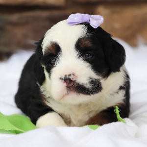 Bernedoodle Puppy Ariana