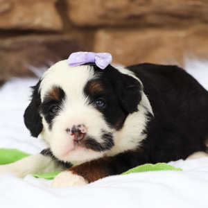 Bernedoodle Puppy Ariana