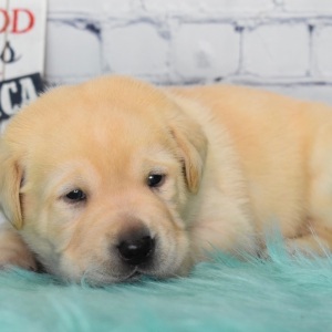Labrador Retriever Puppy Cody