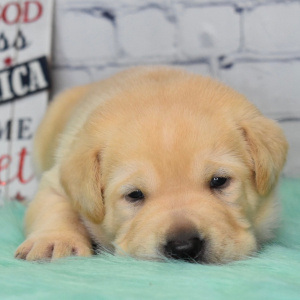 Labrador Retriever Puppy Cody