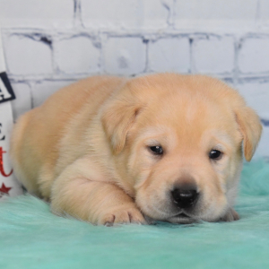 Labrador Retriever Puppy Cody