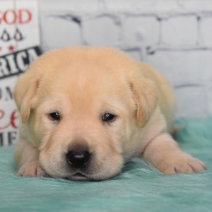 Labrador Retriever Puppy Cody
