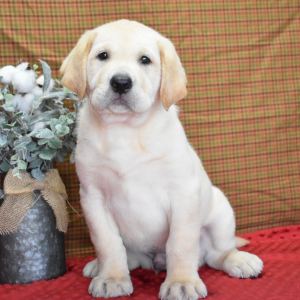 Labrador Retriever Puppy Cody