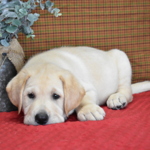 Labrador Retriever Puppy Cody