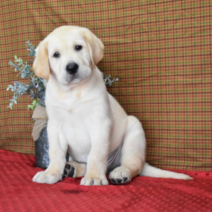 Labrador Retriever Puppy Cody
