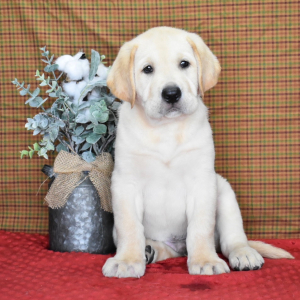 Labrador Retriever Puppy Cody
