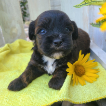Shorkie Puppy Liam