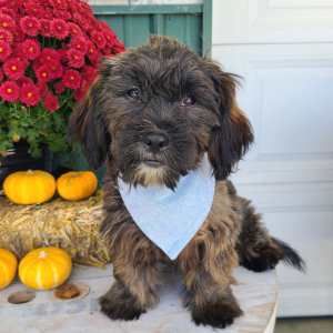 Shorkie Puppy Liam