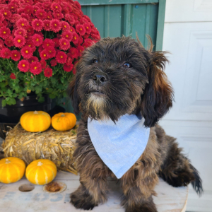 Shorkie Puppy Liam