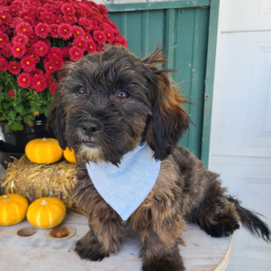 Shorkie Puppy Liam