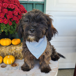 Shorkie Puppy Liam