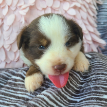 Australian Shepherd Puppy Hoosier