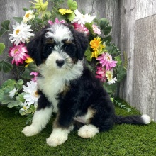 Bernedoodle Puppy Jazlyn
