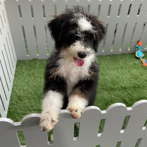 Bernedoodle Puppy Jazlyn