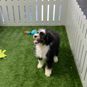 Bernedoodle Puppy Jazlyn