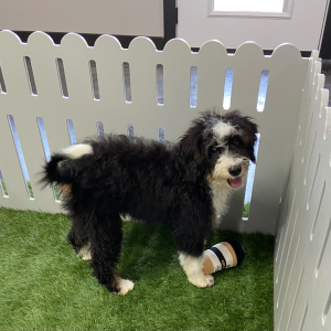 Bernedoodle Puppy Jazlyn