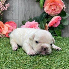 French Bulldog Puppy Ryley