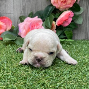 French Bulldog Puppy Ryley