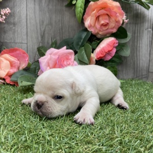 French Bulldog Puppy Ryley