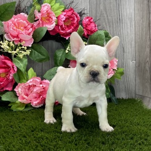 French Bulldog Puppy Ryley