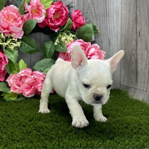 French Bulldog Puppy Ryley