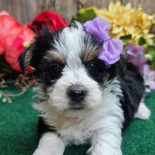 Yorkshire Terrier Puppy Suzie