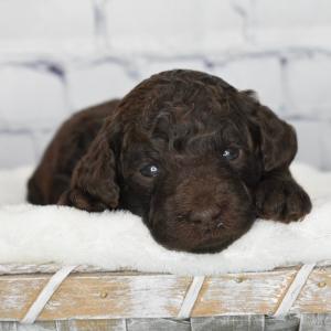 Labradoodle Puppy Ivory